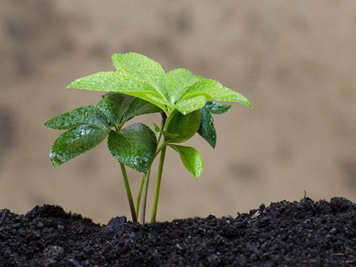 Грунт плодородный